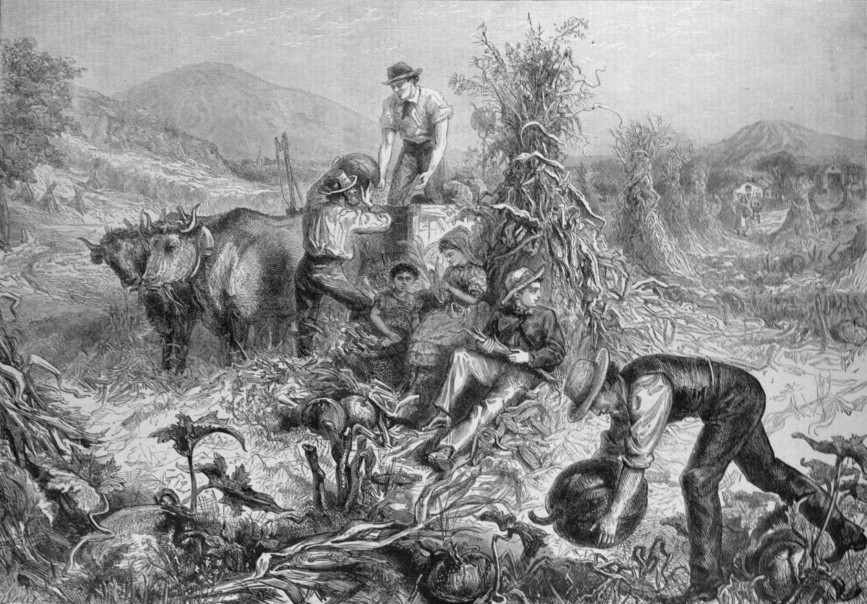 American Hosbandry: Gathering Pumpkins and Husking Maize, z „The Illustrated London News”, 24 września 1881 autorstwa English School