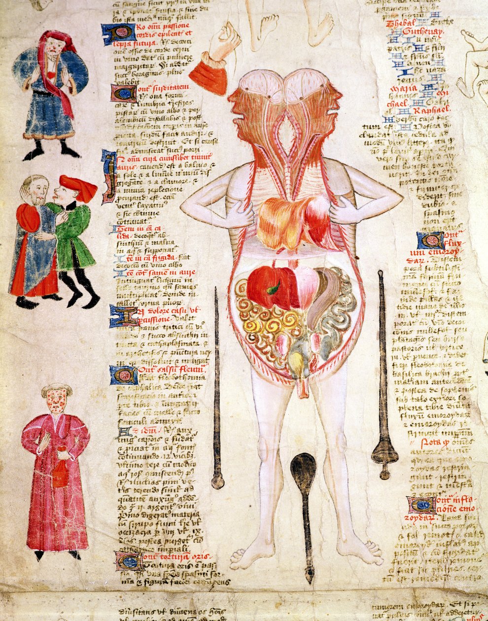 Schemat anatomiczny z "De arte phisicali e de cirurgia" autorstwa Johna Arderne