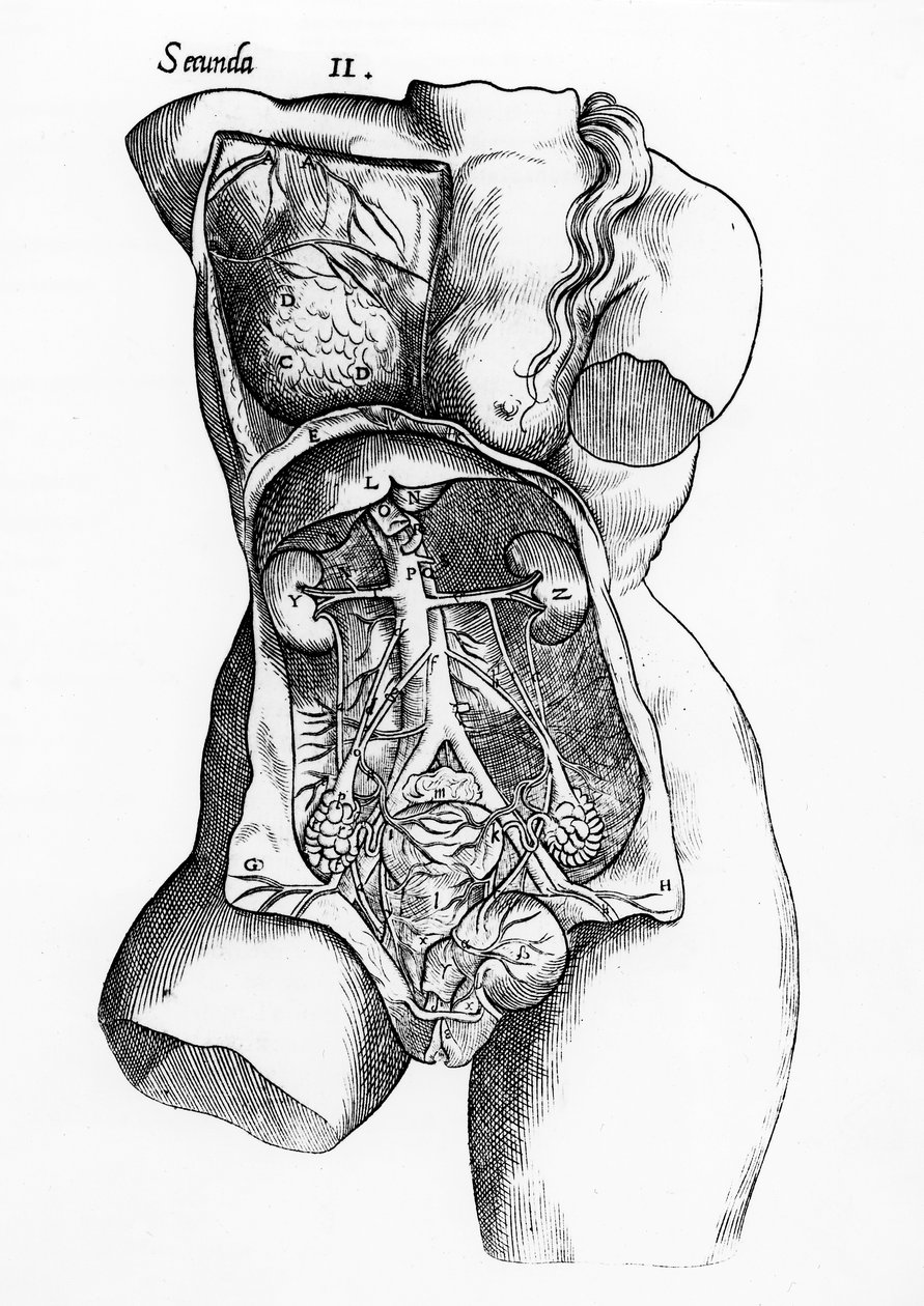 Badanie anatomiczne kobiecego ciała ludzkiego autorstwa English School