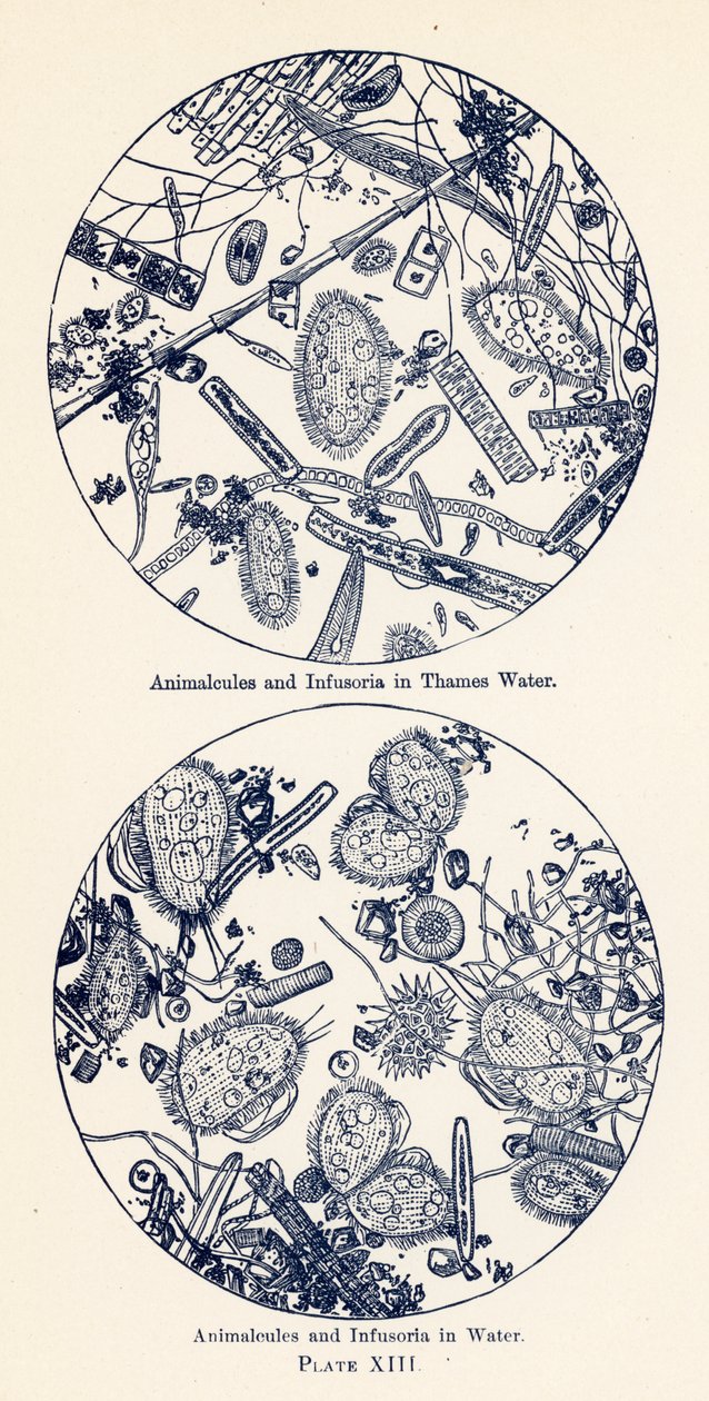 Animalcules i Infusoria w wodzie (kolorowa litografia) autorstwa English School