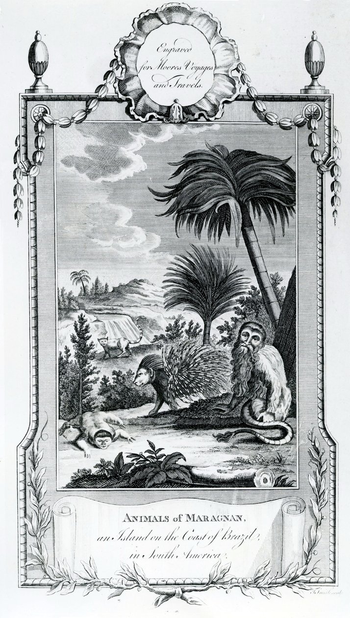 Zwierzęta z Maragnan, ilustracja zaczerpnięta z Moores Voyages and Travels, 1778 autorstwa English School