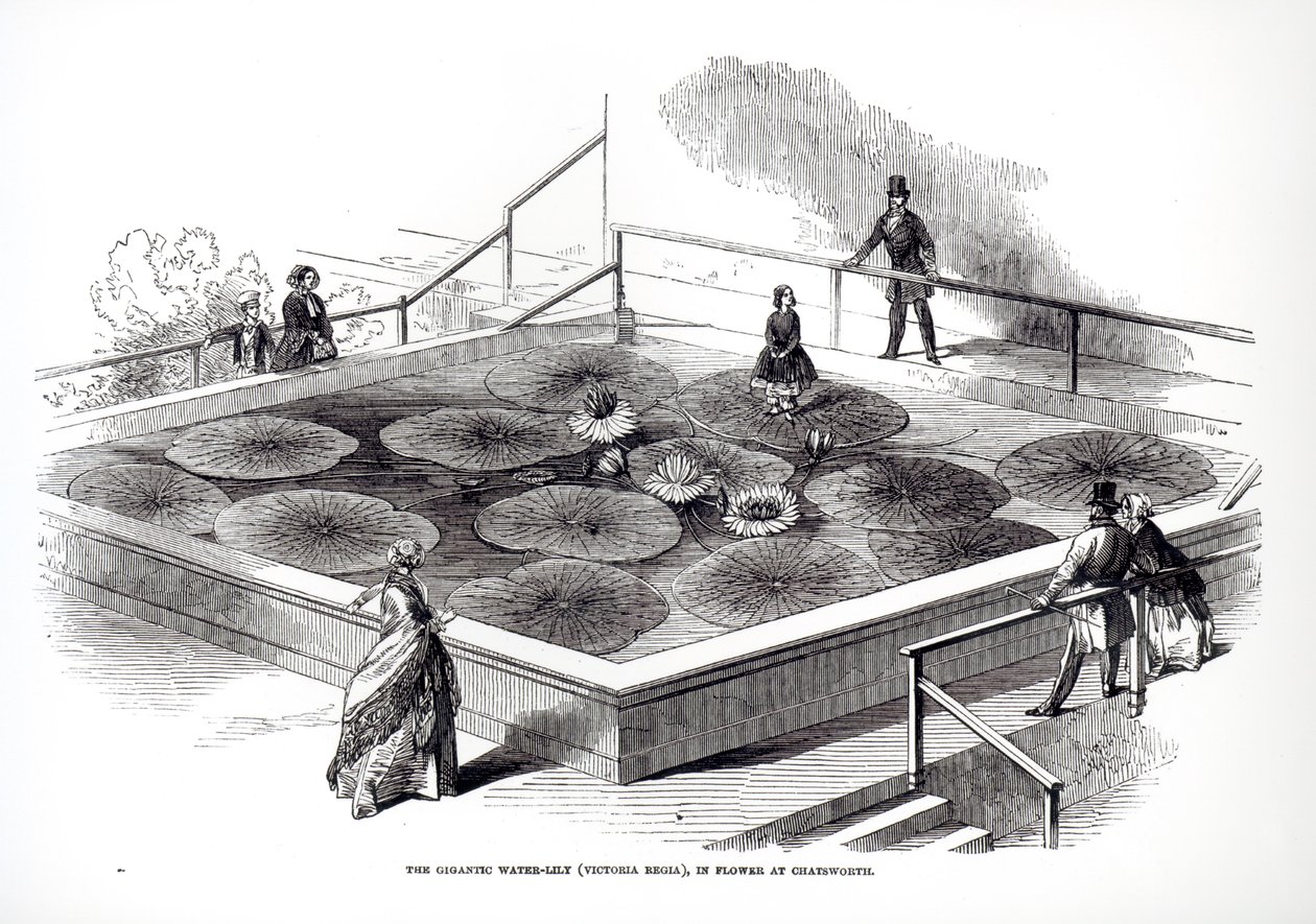 Annie Paxton na lilii wodnej Victoria regia w Wielkim Konserwatorium w Chatsworth, 1849 autorstwa English School