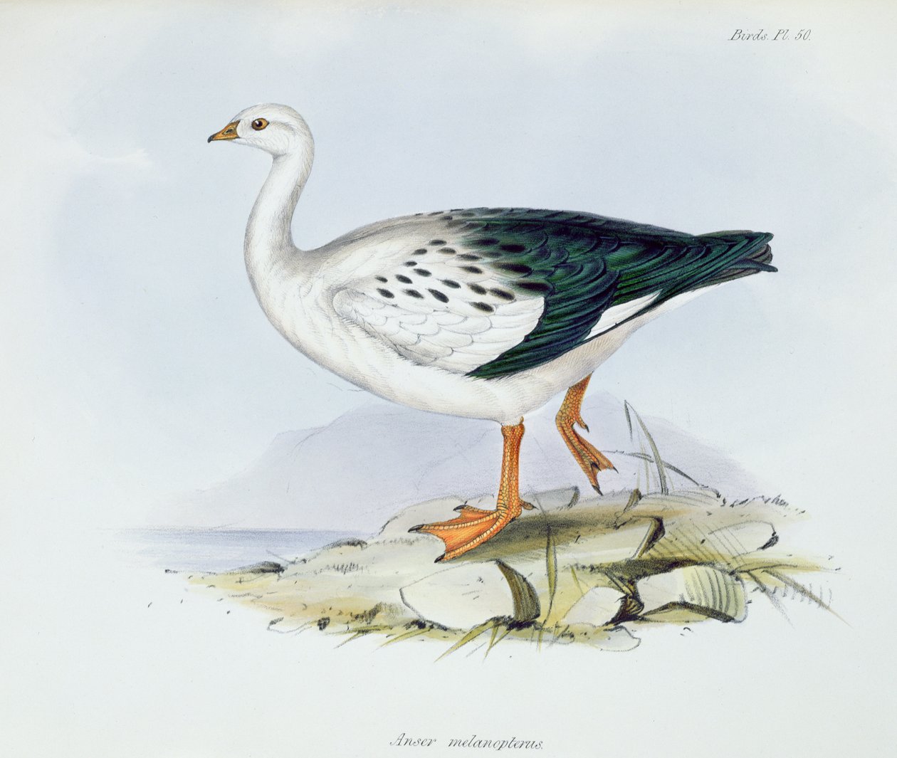 Anser Melanopterus, z Zoologii podróży H.M.S. Beagle 1832-36, Charles Darwin (1809-92), 1840 autorstwa English School