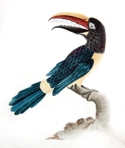 Tukan aracari autorstwa English School