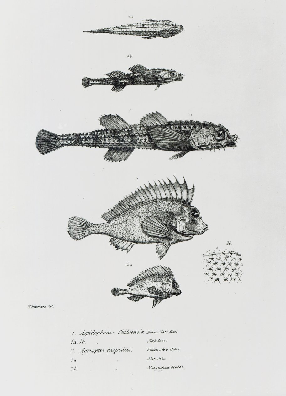 Aspidophorus Chiloensis and Agriopus Hispidus, płyta 7 z 