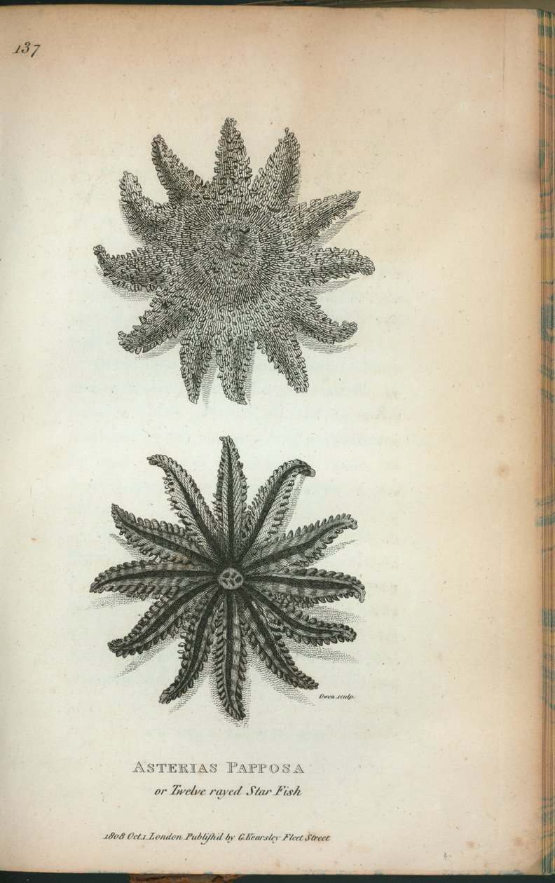 Asterias Papposa lub Twelve rayed Star Fish, z „Wykładów zoologicznych wygłoszonych w instytucji królewskiej w latach 1806 i 1807” George