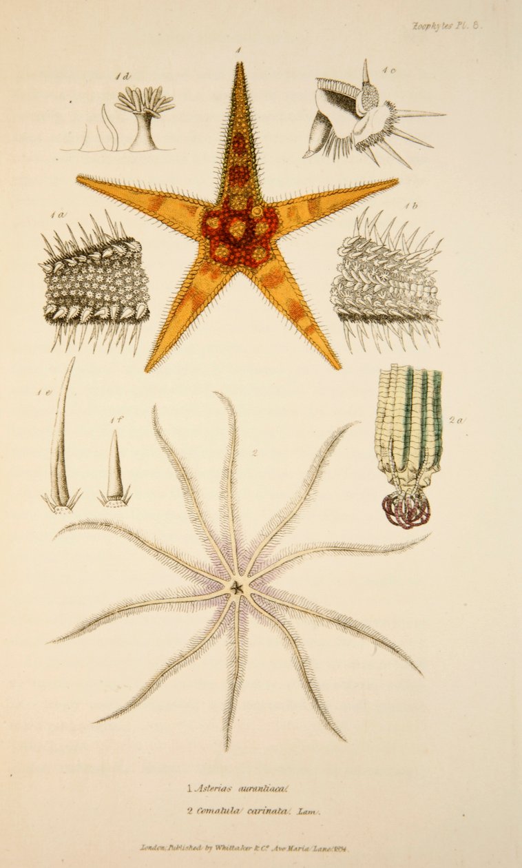 Asterias aurantiaca i Comatula carinata, wyd. 1833 Grawerowanie ręcznie kolorowane. autorstwa English School