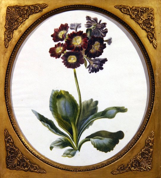 Auricula, ok.1850 (akwarela na papierze) autorstwa English School