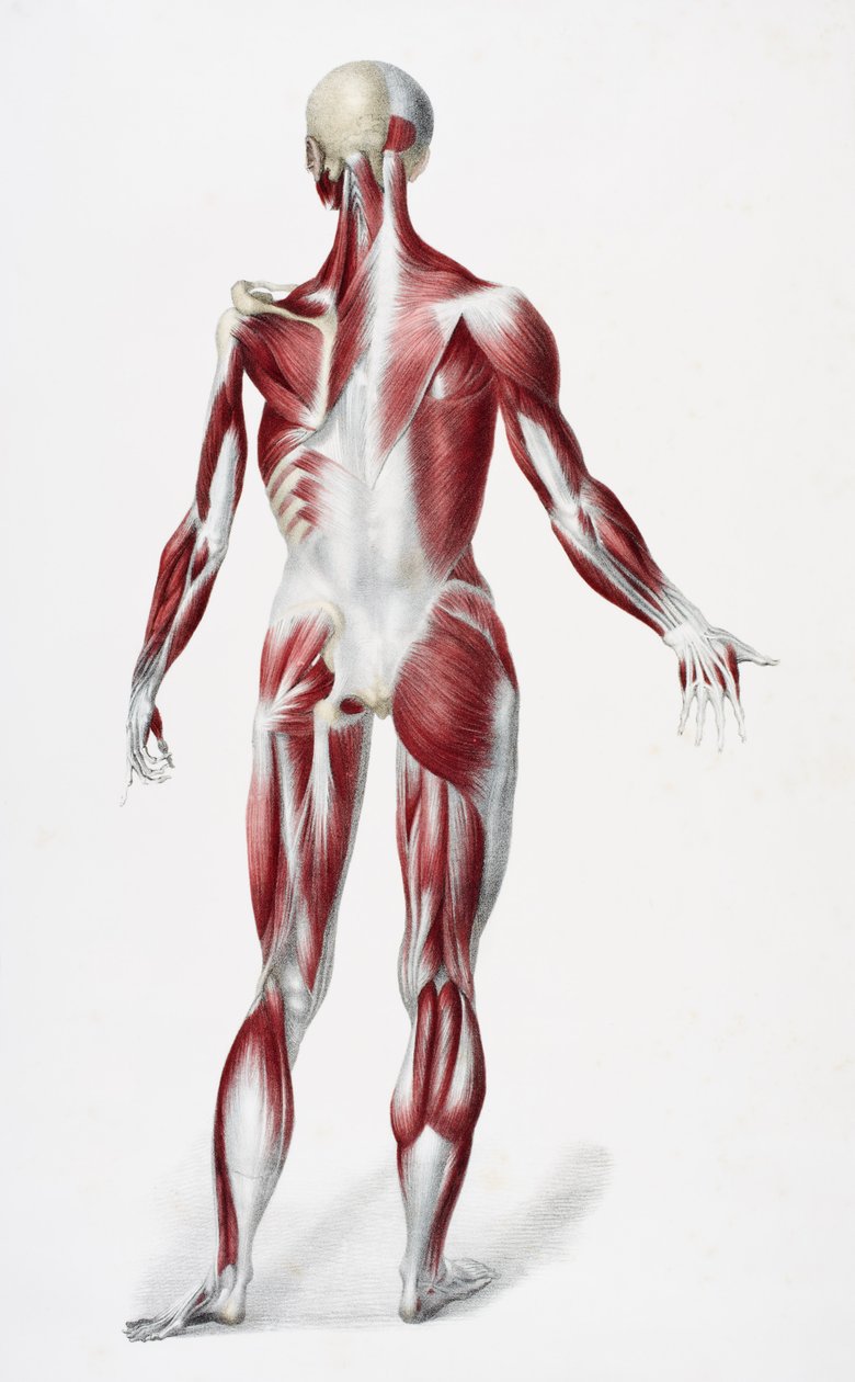 Tył męskiego ludzkiego ciała ukazujący ścięgna i kości mięśni, z The Vessels of the Human Body, pod redakcją Jones Quain i Williama Wilsona, opublikowanym przez Taylora i Watsona, Londyn w 1837 r. (kolor litho autorstwa English School