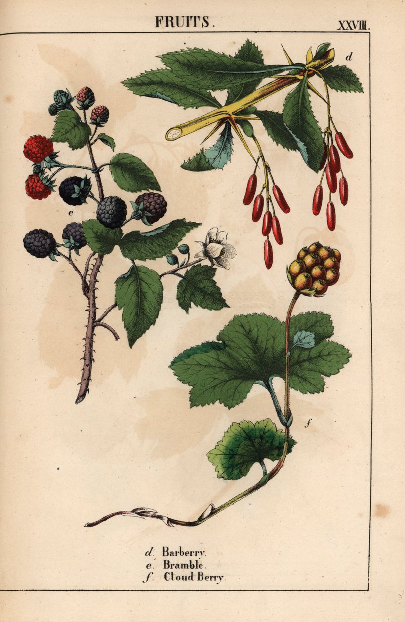 Owoce berberysu, jeżyny i jagody mętnej   , z „Pouczającej książki z obrazkami, czyli lekcji ze świata warzyw”, [Charlotte Mary Yonge], Edynburg autorstwa English School