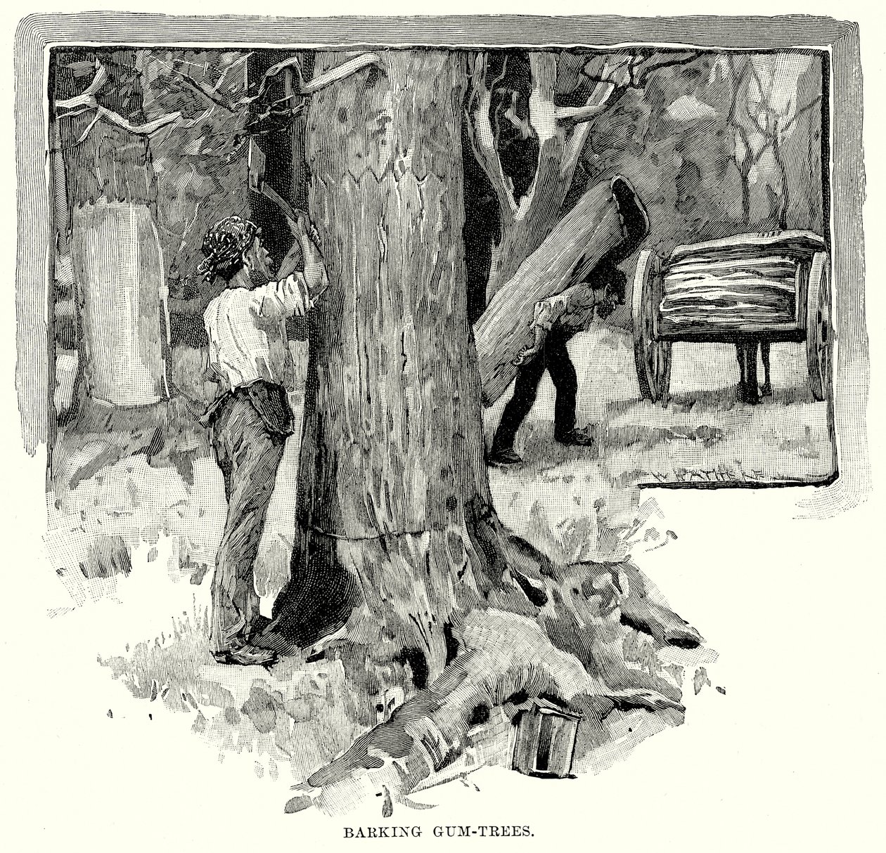 Barking Gum-Trees (grawerunek) autorstwa English School