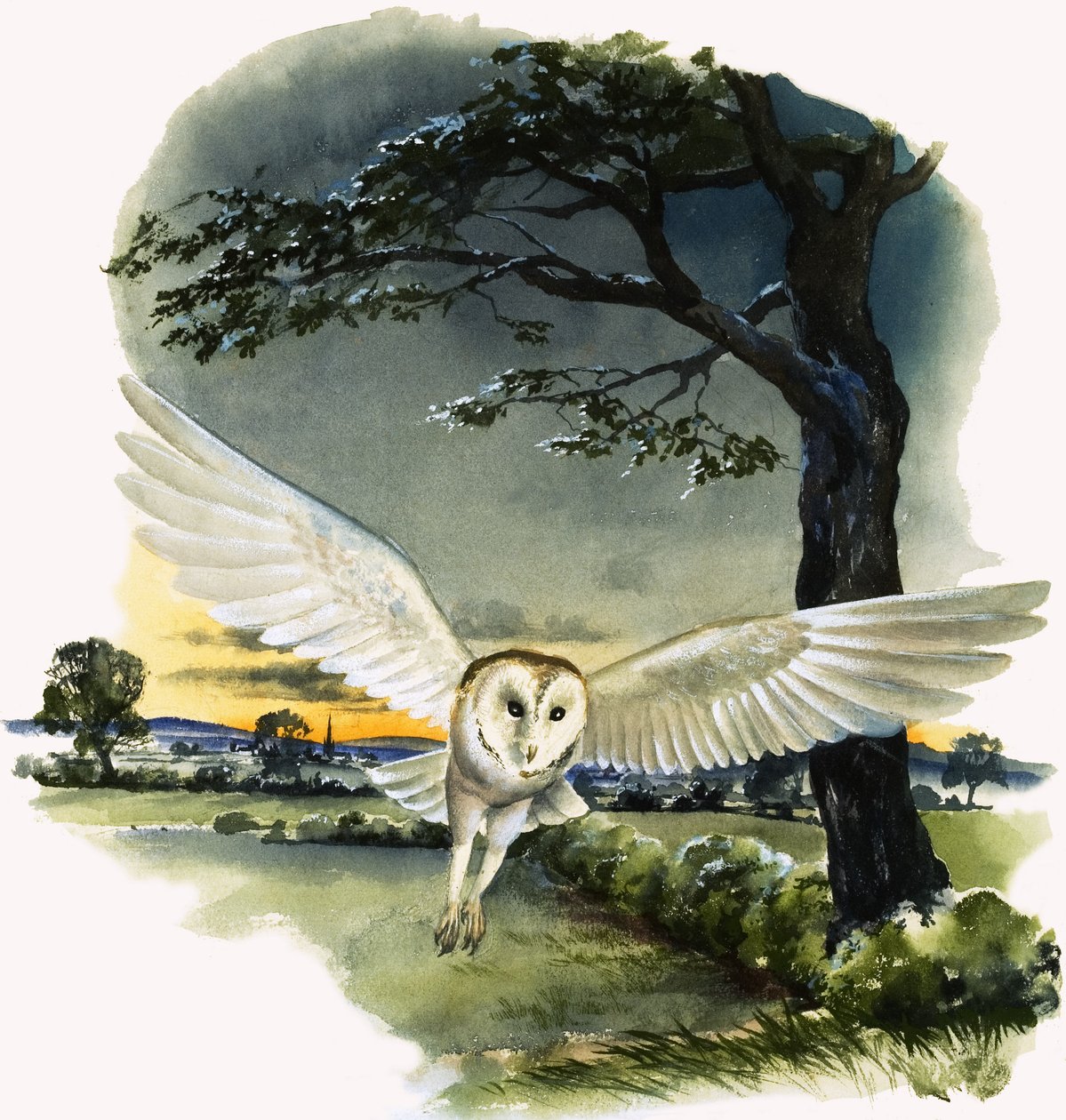 Sowa płomykówka w locie, ilustracja z "Peeps at Nature autorstwa English School