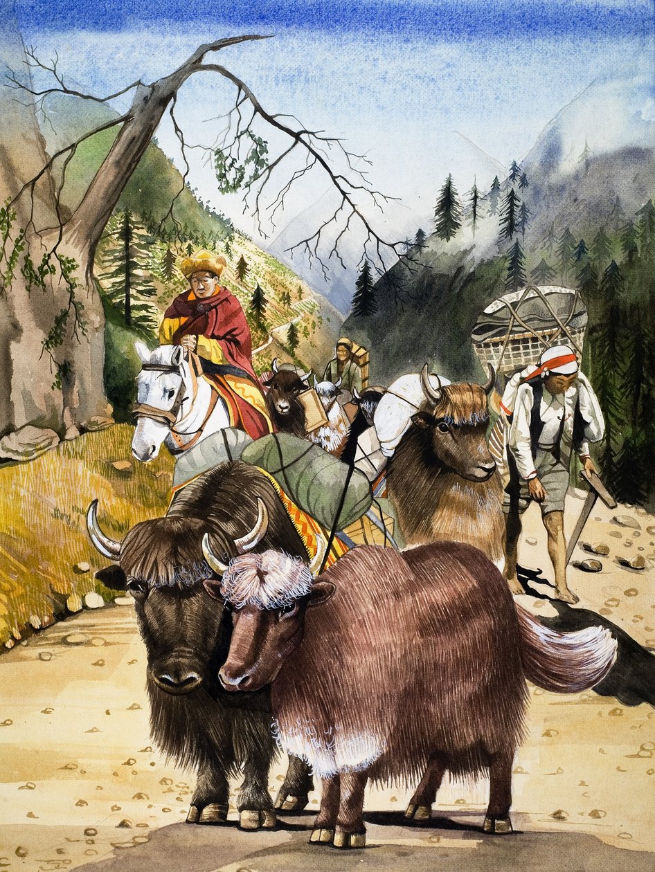 Zwierzęta juczne, ilustracja z "Królestwa natury autorstwa English School