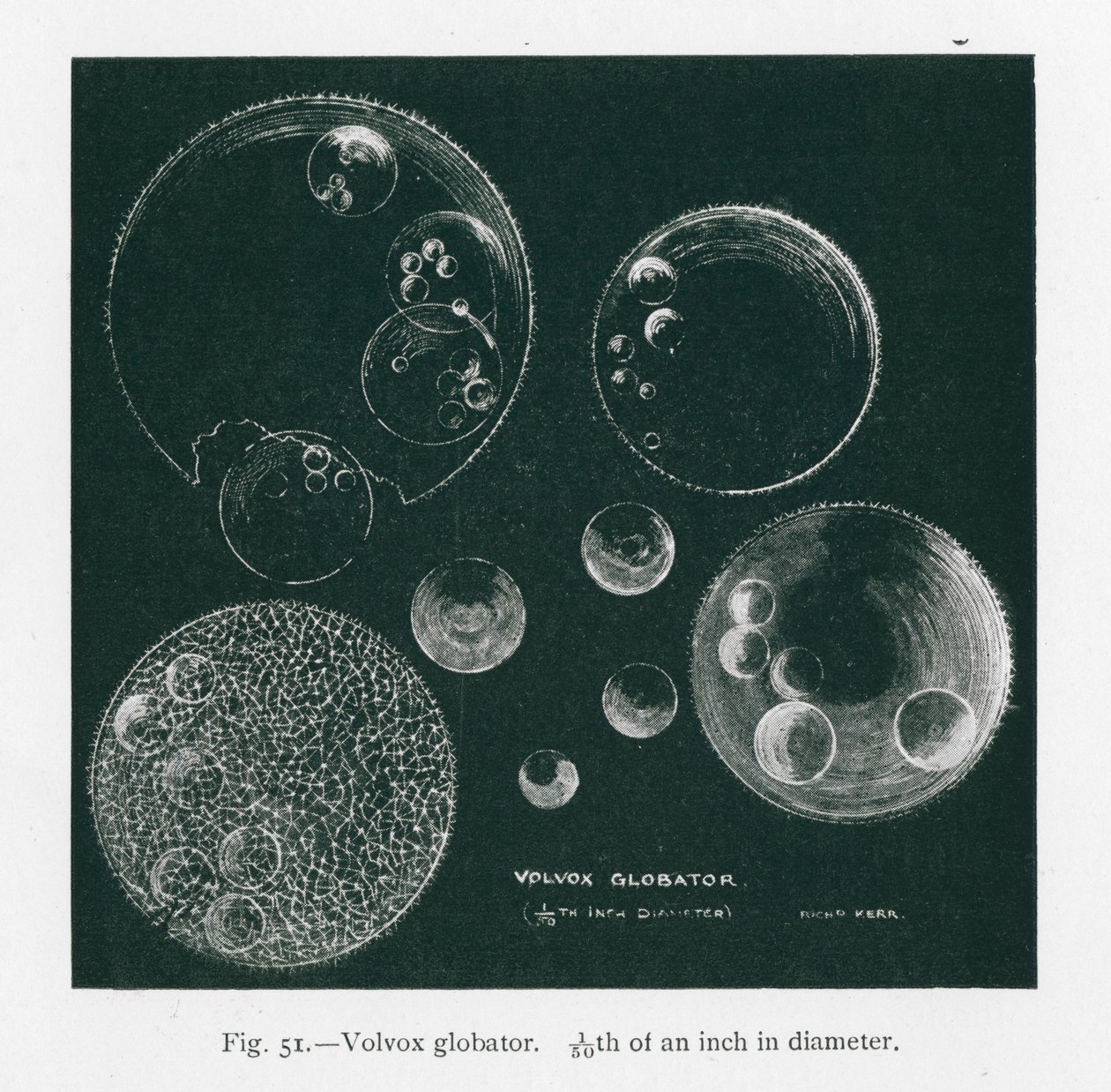 Piękno natury: Volvox Globator (litho) autorstwa English School