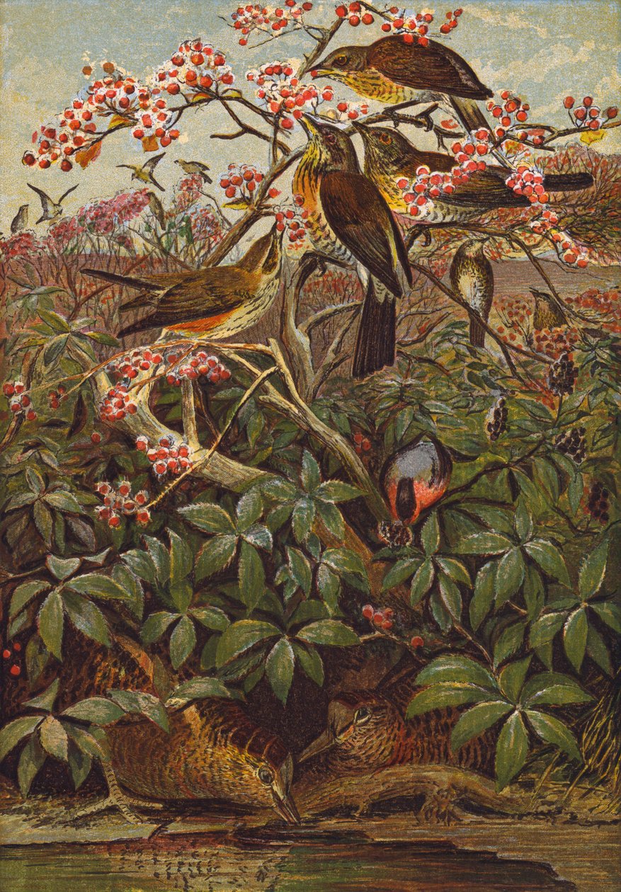 Ptaki (litografia kolorowa) autorstwa English School