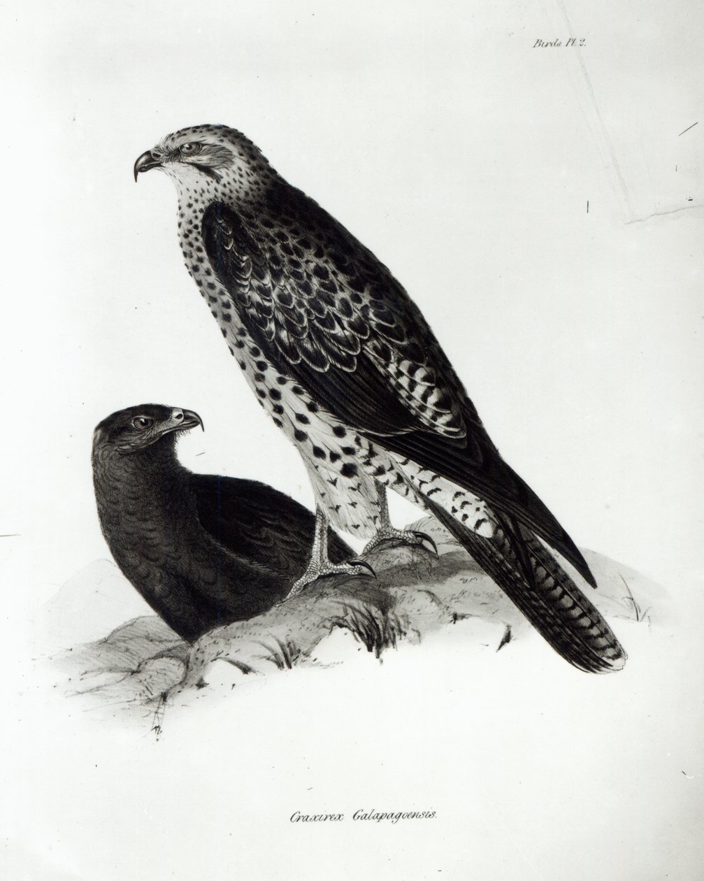 Ptaki drapieżne, płyta 2 z „Zoologii podróży H.M.S Beagle, 1832-36” Karola Darwina autorstwa English School