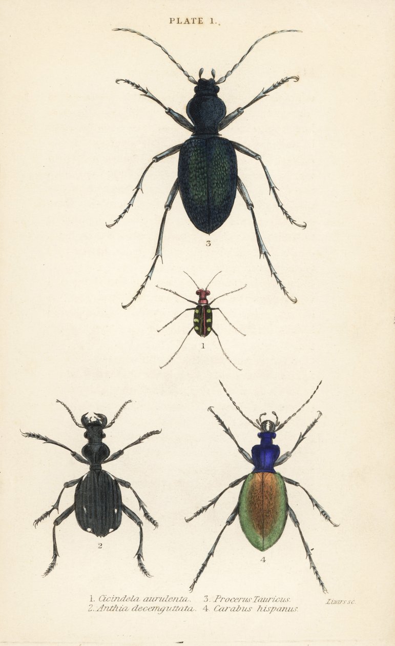 Tygrys plamisty lub chrząszcz złocisty, Cicindela aurulenta 1, biegacz szablozębny, Anthia decemguttata 2, biegacz olbrzymi fioletowy, Carabus scabrosus tauricus 3 i chrząszcz biegaczowaty, Carabus hispanus 4 autorstwa English School