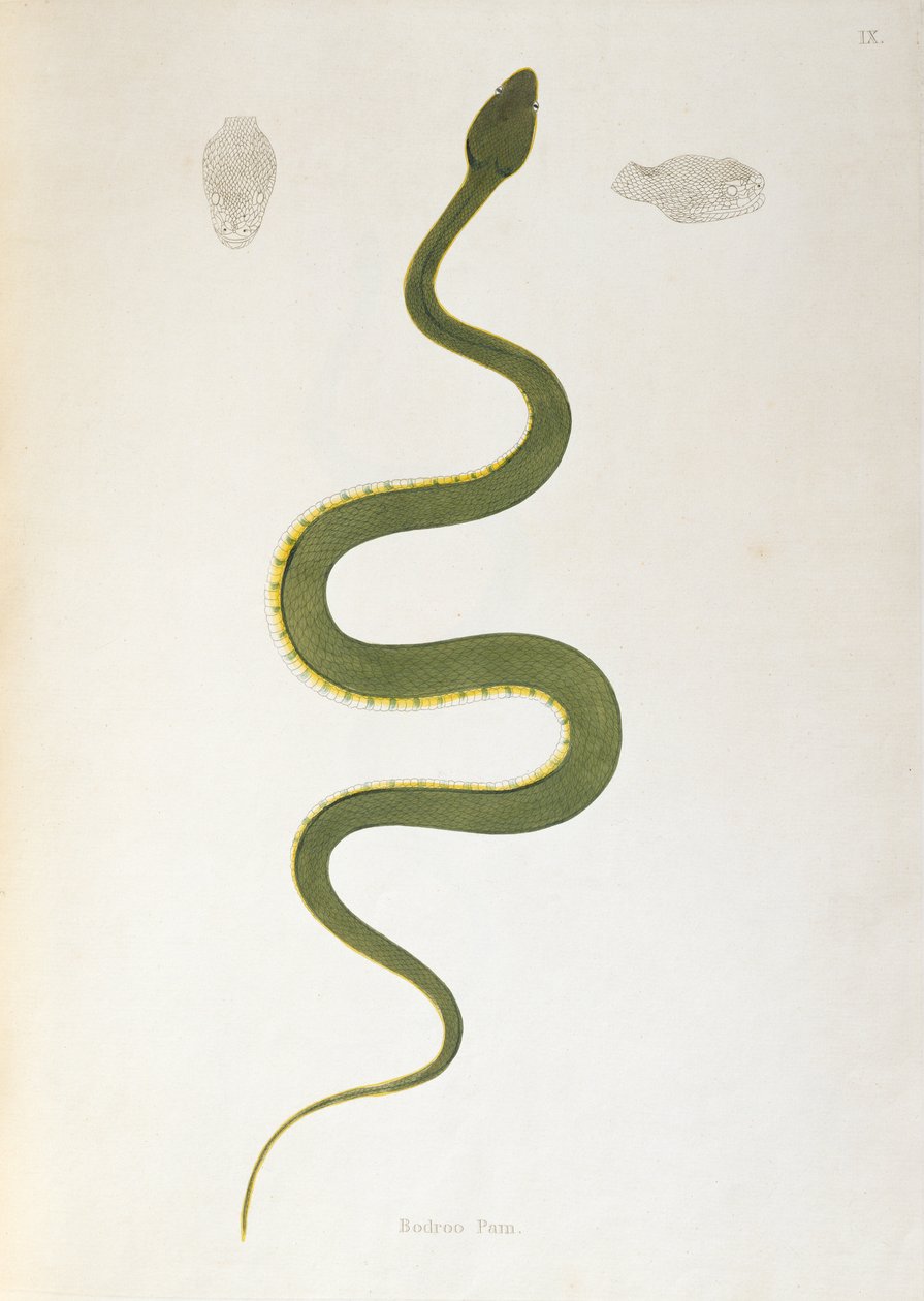 Bodroo Pam Snake z An Account of Indian Serpents zebranych z wybrzeża Coromandel przez Patricka Russella, Londyn, 1796 autorstwa English School