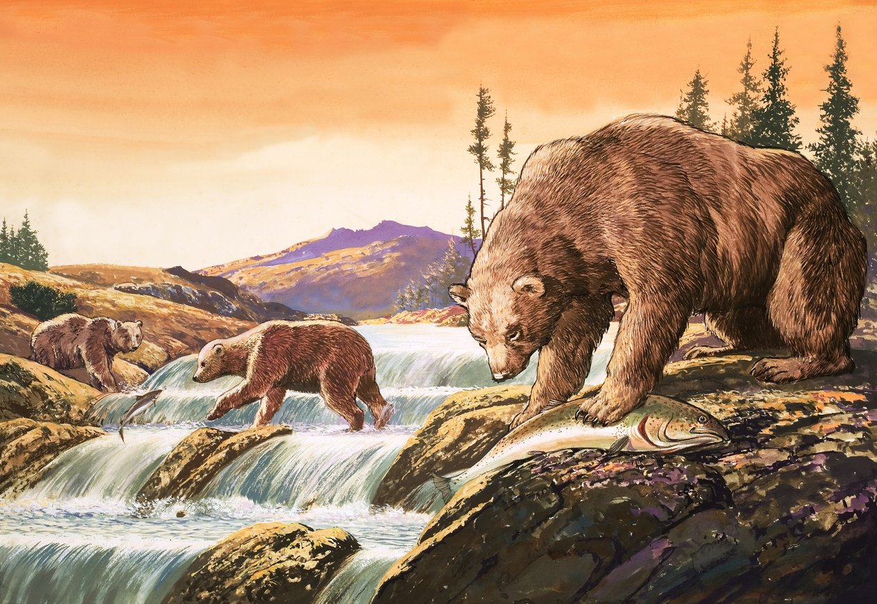 Niedźwiedzie brunatne z Alaski, ilustracja z "Nature