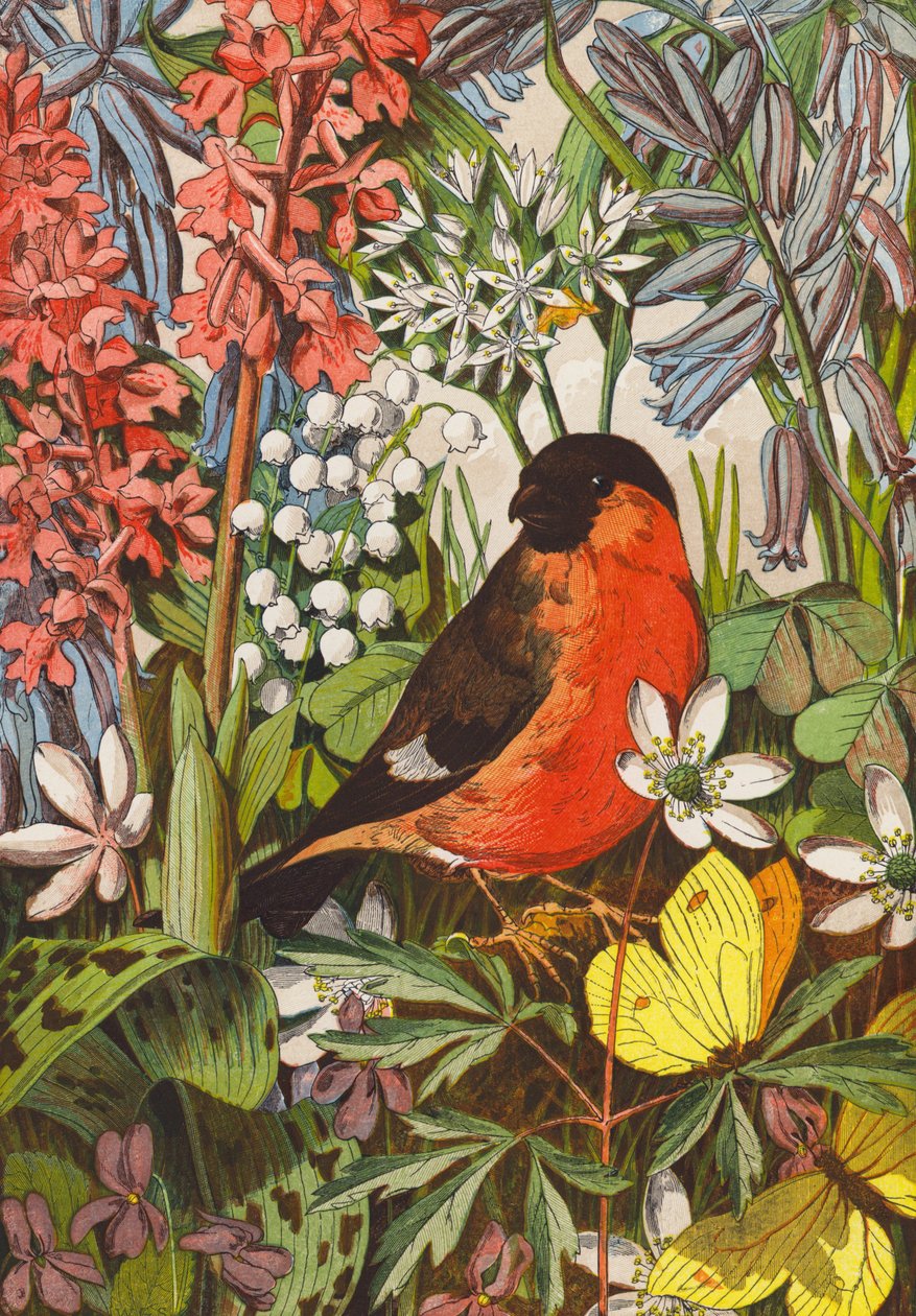 Gil (litografia kolorowa) autorstwa English School