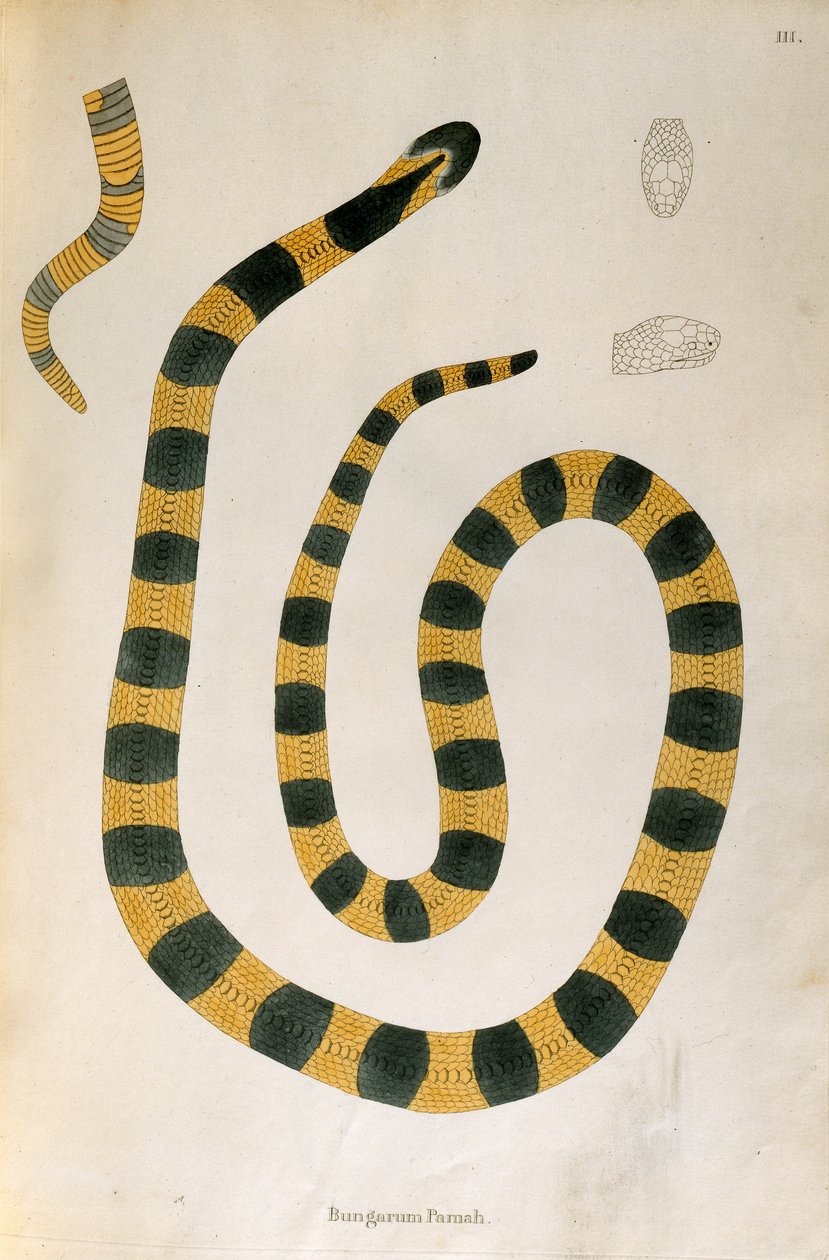 Bungarum Pamah Snake z An Account of Indian Serpents zebranych z wybrzeża Coromandel przez Patricka Russella, Londyn, 1796 autorstwa English School