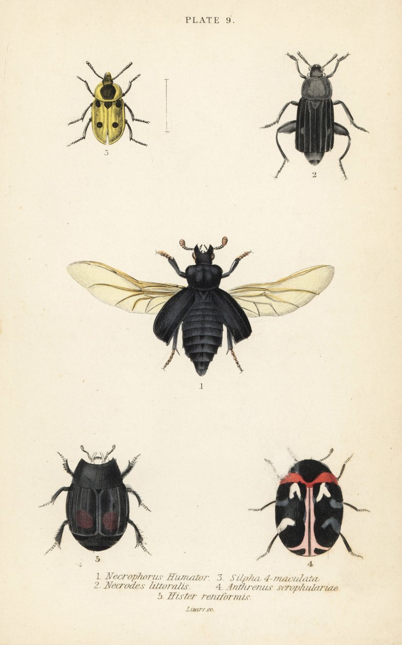 Chrząszcz grzebiący, Nicrophorus humator 1, padlinożerca, Necrodes littoralis 2, Dendroxena quadrimaculata 3, chrząszcz dywanowy, Anthrenus scrophulariae 4 i Hister quadrimaculatus var autorstwa English School