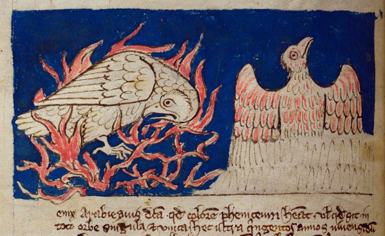 CCA-LitMs/D/10 os. 17v Pheonix, z Bestiariusza autorstwa English School