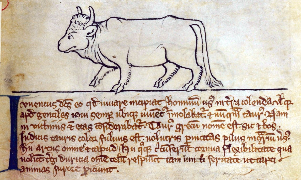 CCA-LitMs/D/10 os. 9r Bullock, z Bestiariusza autorstwa English School