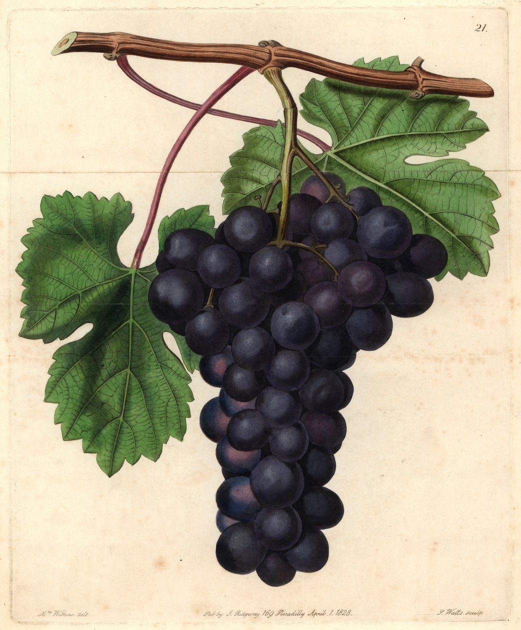 Winogrona z ogrodu botanicznego Cambridge z „Magazynu Pomologicznego” Johna Lindleya autorstwa English School