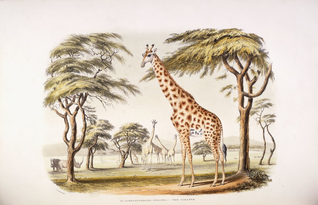 Żyrafa Camelopardalis autorstwa English School