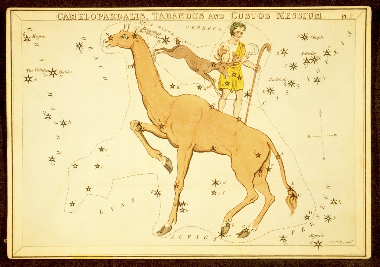 Camelopardalis, Tarandus i Custos Messium, wyd. 1825 (grawerowanie ręcznie kolorowane) autorstwa English School