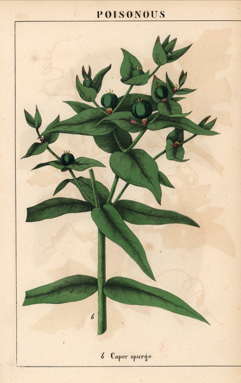 Wilczomlecz kaparowy z zielonymi nasionami, Euphorbia lathyris   , z „Pouczającej książki z obrazkami, czyli lekcji ze świata warzyw”, [Charlotte Mary Yonge], Edynburg autorstwa English School