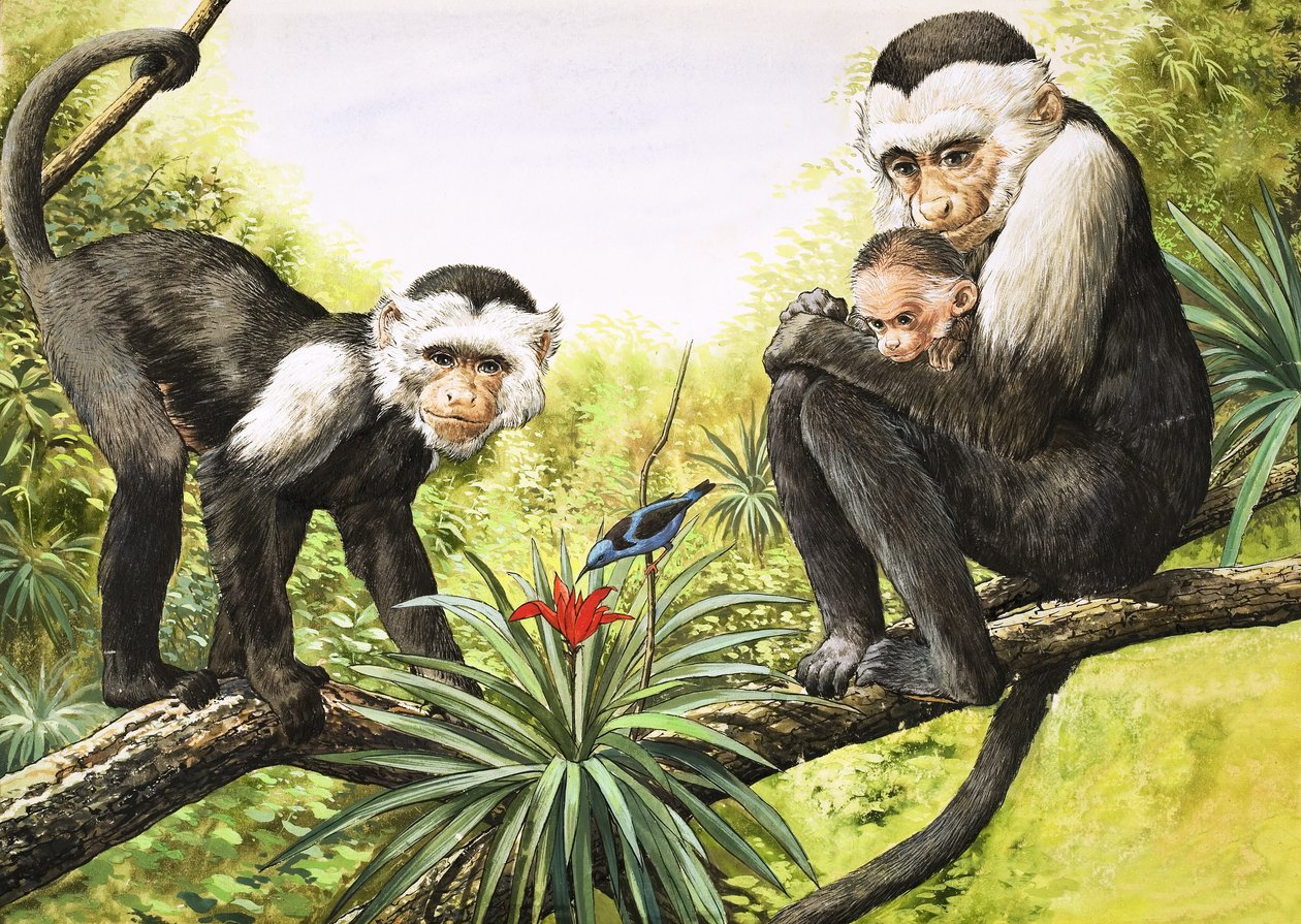 Małpki kapucynki, ilustracja z "Nature