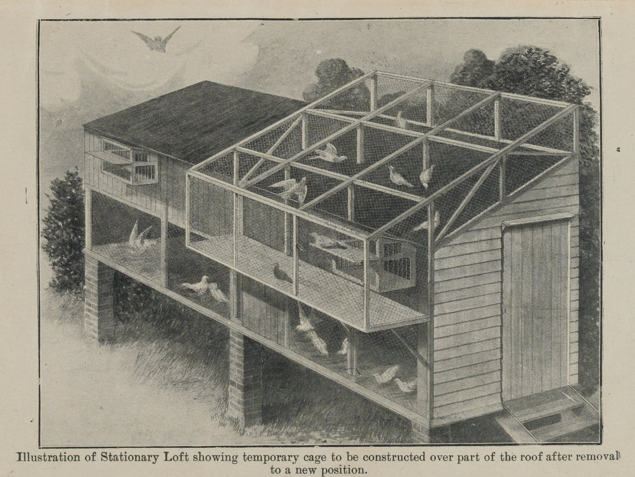 Gołębie pocztowe na wojnie, marzec 1918 autorstwa English School