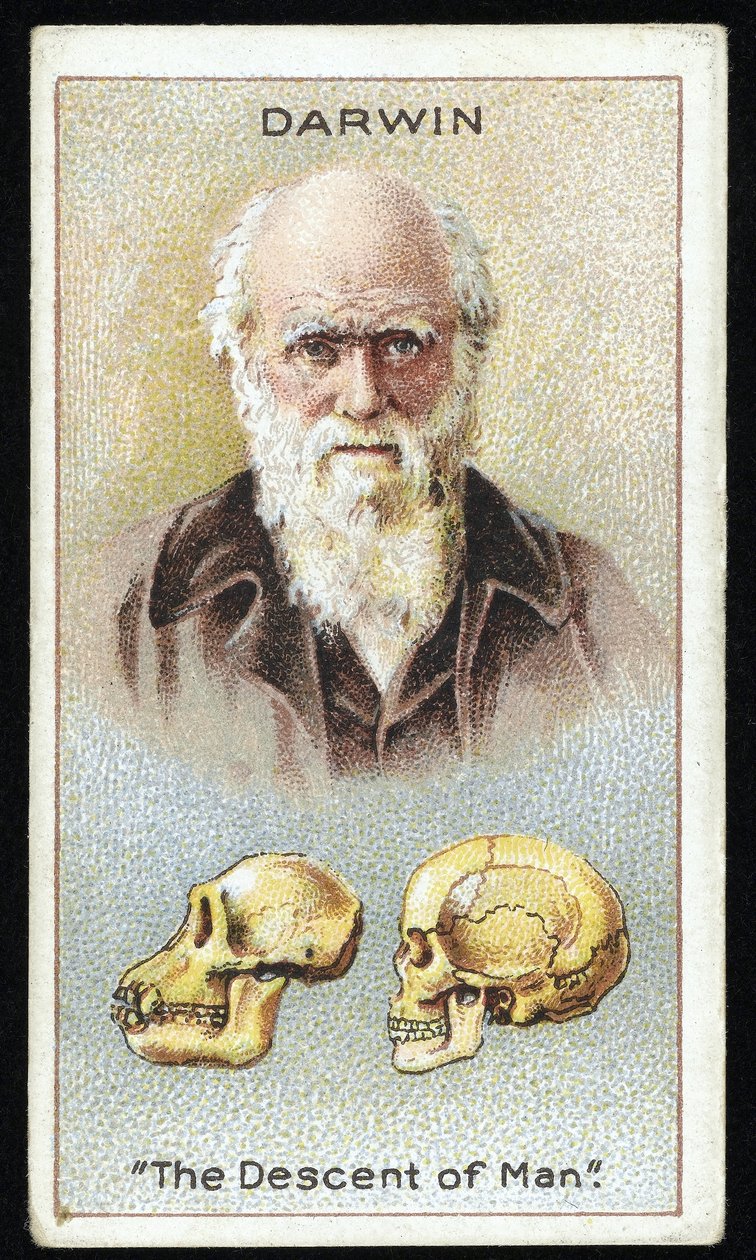 Karol Darwin, „Pochodzenie człowieka”, wyd. 1924 (litografia kolorowa) autorstwa English School