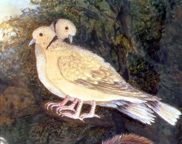 Kurczak i gołębie przy farmie, fragment gołębi (akwarela, gwasz na papierze) (detal 93278) autorstwa English School