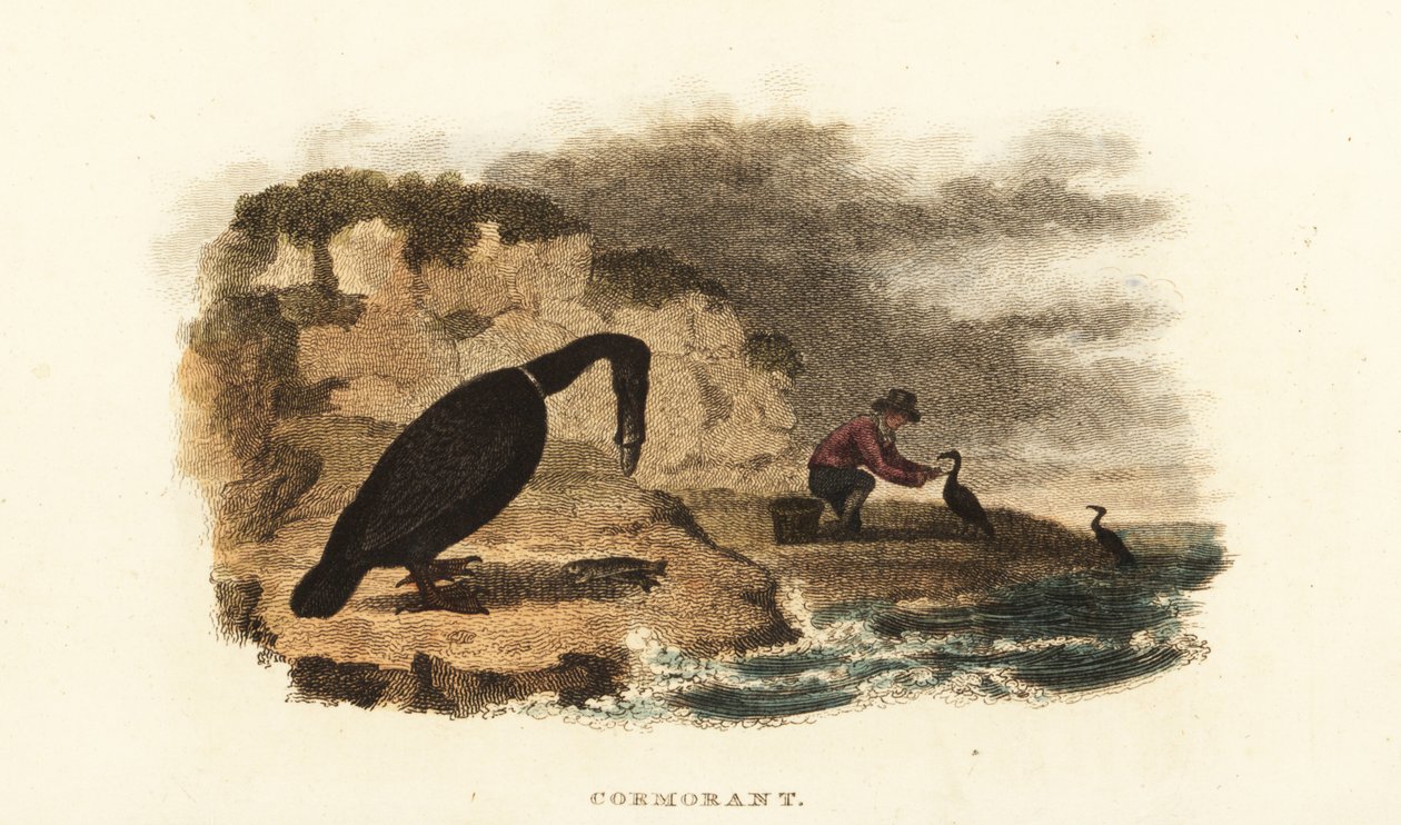 Chińczyk łowi kormoran nad brzegiem jeziora autorstwa English School