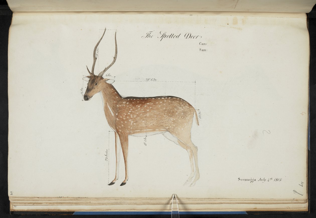 Chital. „Oś Cervus”. Oryginalne napisy: „Jeleń cętkowany Puszka: San: Seemogga 4 lipca 1805” [z pokazanymi wymiarami]  Akwarela.  1799-1819 autorstwa English School