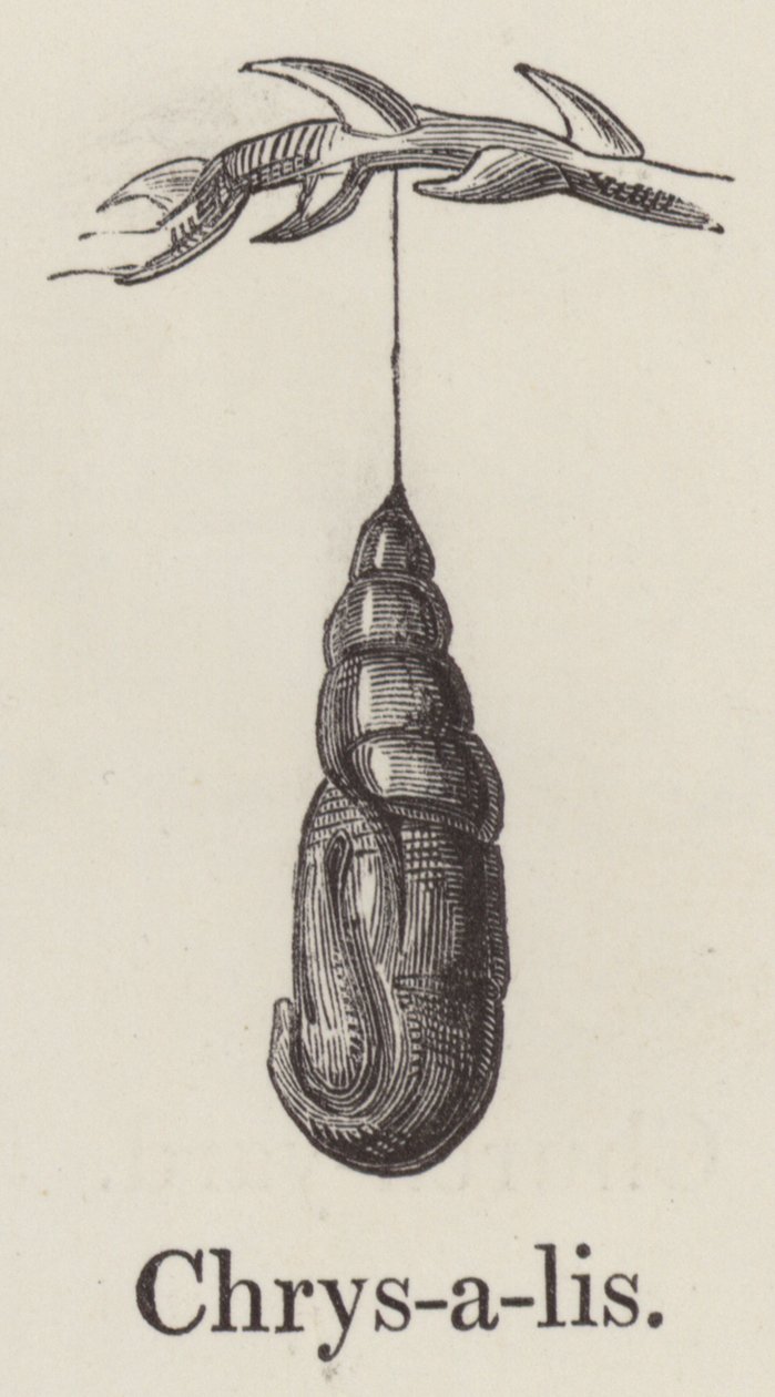 Chrysalis (grawerunek) autorstwa English School