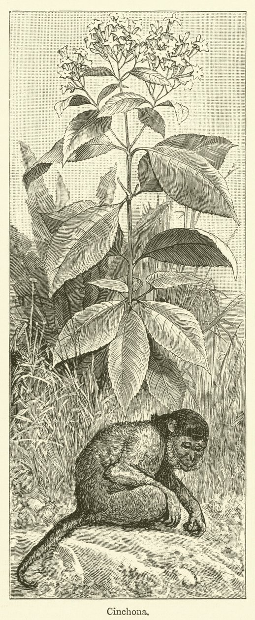 Cinchona (grawerunek) autorstwa English School