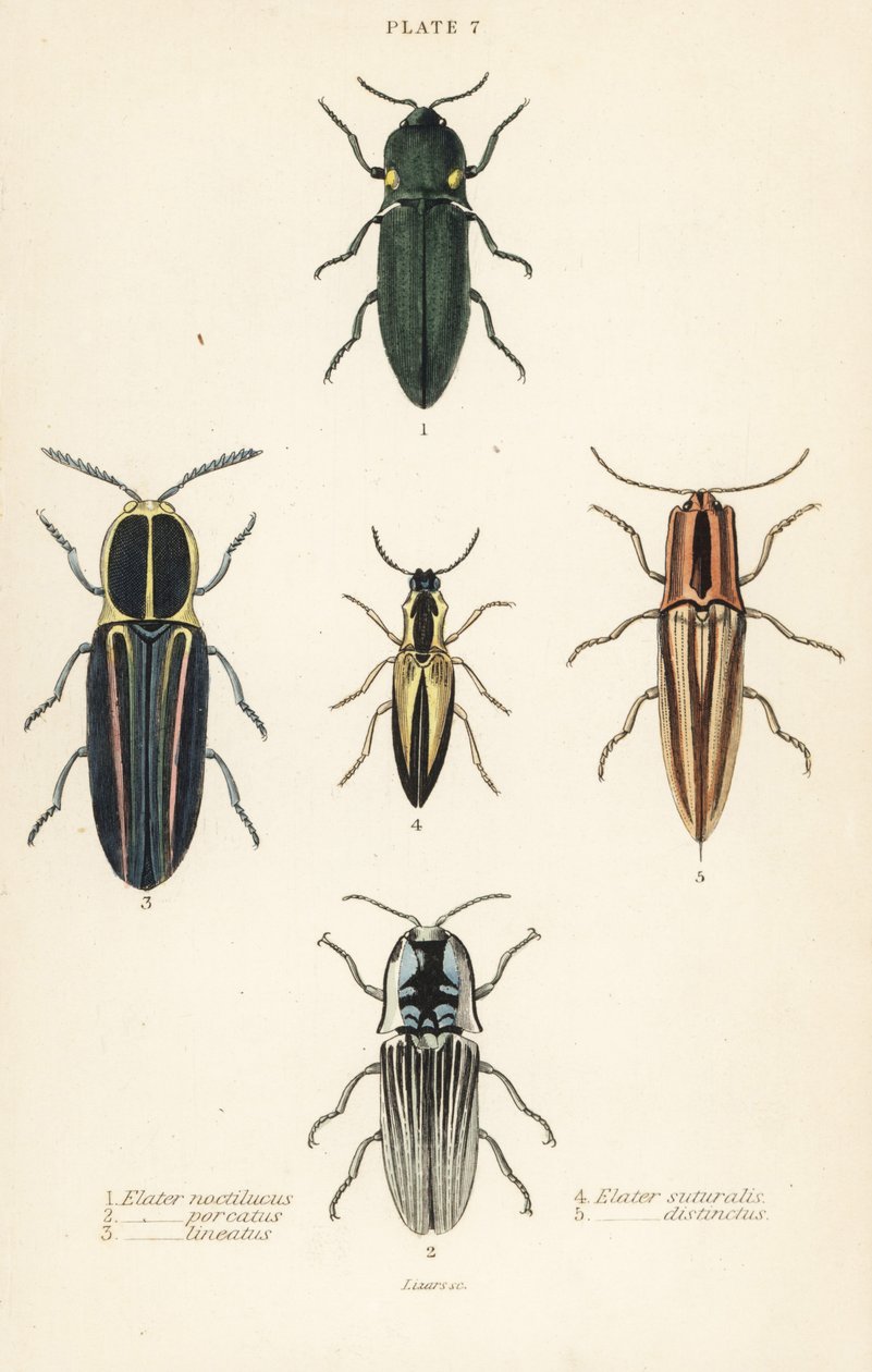 Klikak: elastyczny reflektor, Pyrophorus nightlucus 1, Chalcolepidius porcatus 2, chrząszcz liniowany, Agriotes lineatus 3, Elater suturalis 4 i Semiotus differus 5 autorstwa English School
