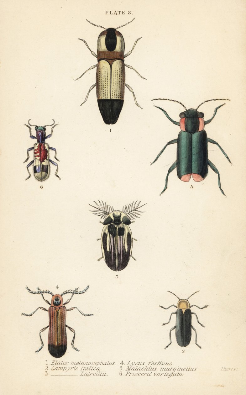 Chrząszcze: Melanoxanthus melanocephalus 1, Lucola italica 2, Lampyris latreillii 3, Lycus festivus 4, chrząszcz kłosówka, Clanoptilus marginellus 5, Priocera variegatus 6 autorstwa English School
