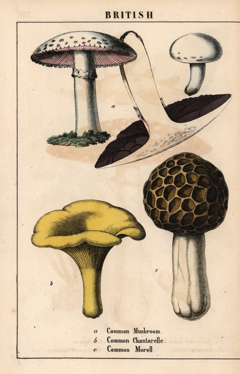 Pieczarka Agaricus, kurka złocista Cantharellus cibarius i smardz Morchella esculenta   , z „Pouczającej książki z obrazkami, czyli lekcji ze świata warzyw”, [Charlotte Mary Yonge], Edynburg autorstwa English School