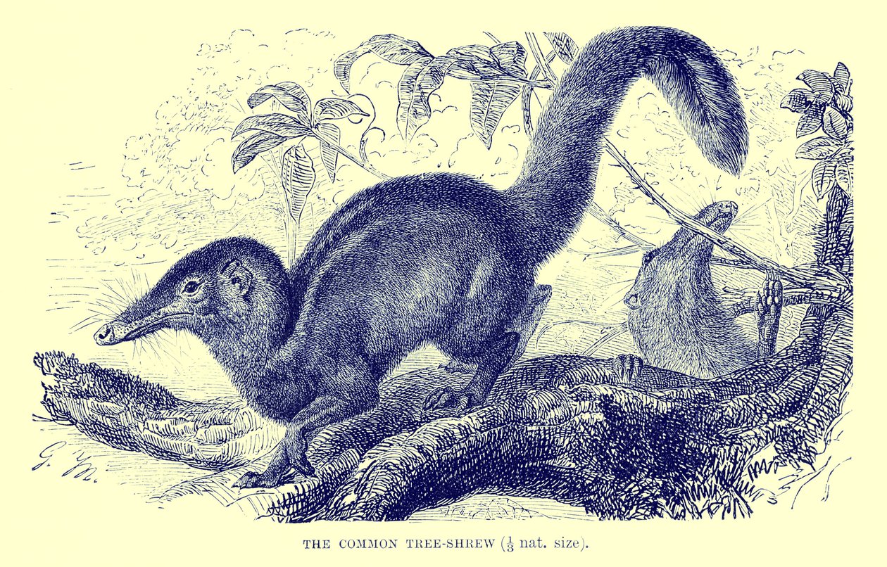 Szczeżuja pospolita, ilustracja z "The Royal Natural History" (litografia) autorstwa English School