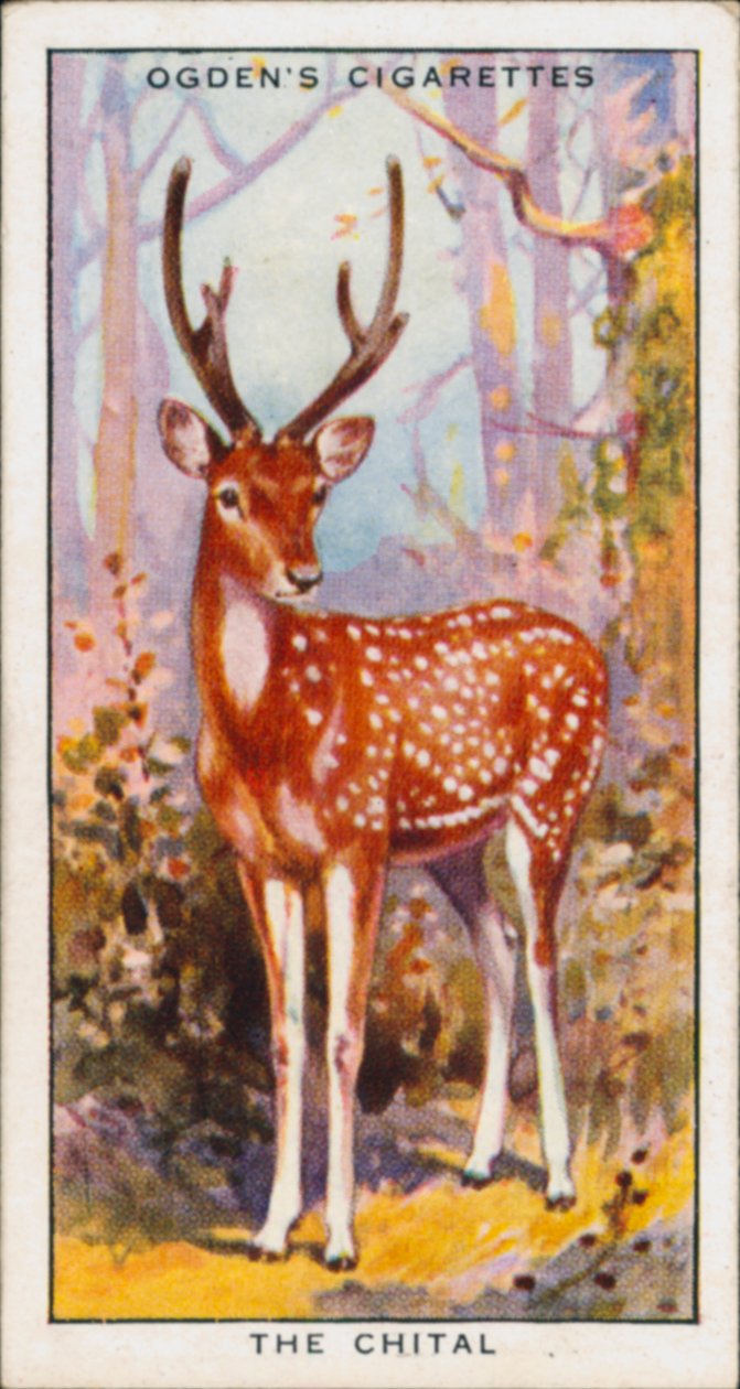 Kolory maskujące dla ochrony, Zwierzęta, Chital (kolorowa litografia) autorstwa English School