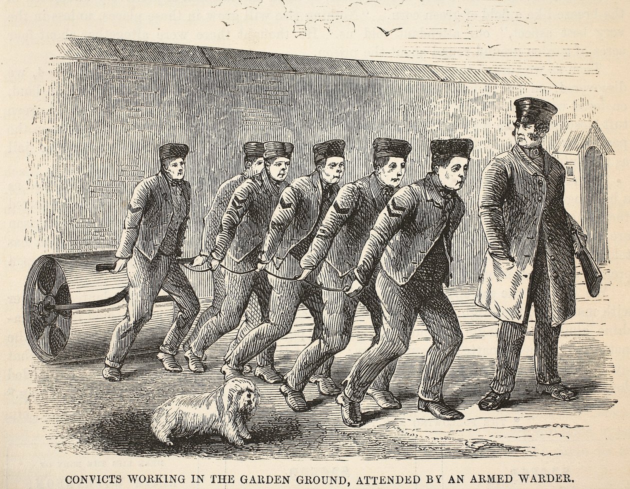 Skazani pracujący w ogrodzie, w towarzystwie uzbrojonego strażnika, ilustracja z The Criminal Prisons of London i Scenes from Prison Life Henry