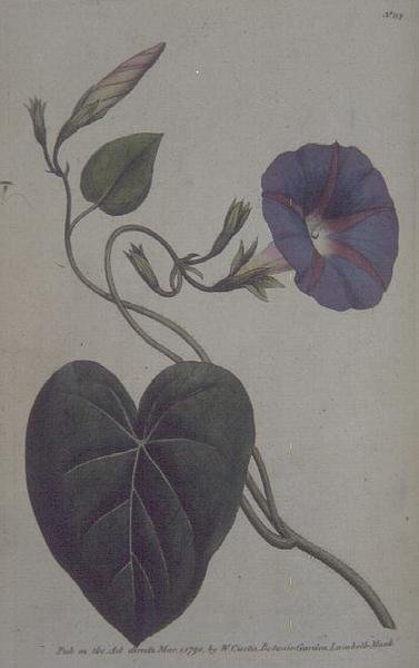 Convolvulus major lub Purple Bind Weed (Convolvulus purpureus), tablica 113 z „Ogród botaniczny” Williama Curtisa (lub „Flower Garden Displayed”), wyd. 1789-90 (grawerowanie) autorstwa English School