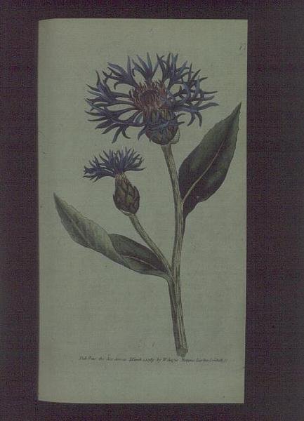 Chaber bławatek (Centaurea montana), płyta 77 z „The Botanical Magazine” (lub „Flower Garden Displayed”) Williama Curtisa, wyd. 1789-90 (grawerowanie) autorstwa English School