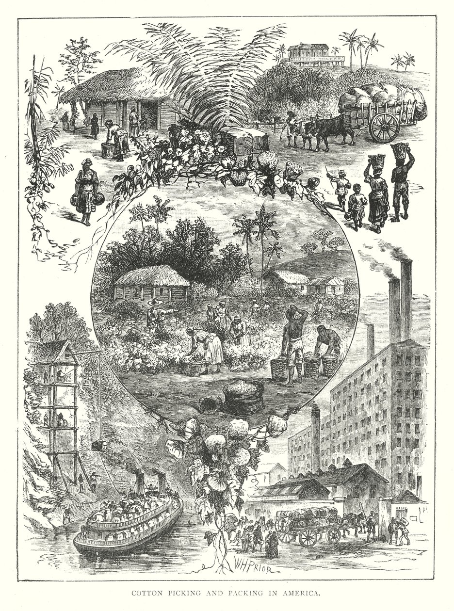 Zbieranie i pakowanie bawełny w Ameryce (grawerunek) autorstwa English School