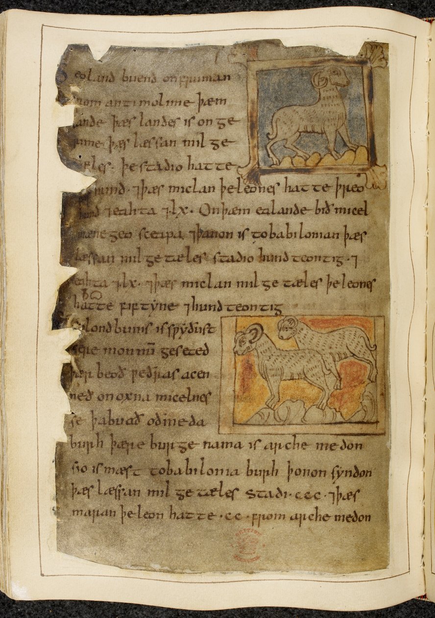 Cotton Vitellius A. XV f.98v, Pojedyncza rogata owca, skierowana w prawo; dwie rogate owce, zwrócone w lewo, z Beowulf, z „Kodeksu Nowell” (tusz na pergaminie) autorstwa English School
